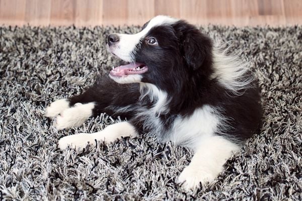 Dog Training in the Real World Dog Training in the Real World